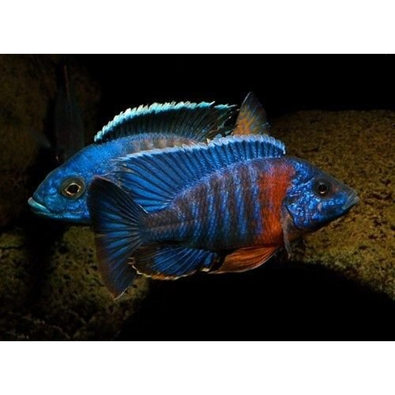 Aulonocara Stuartgranti red flash